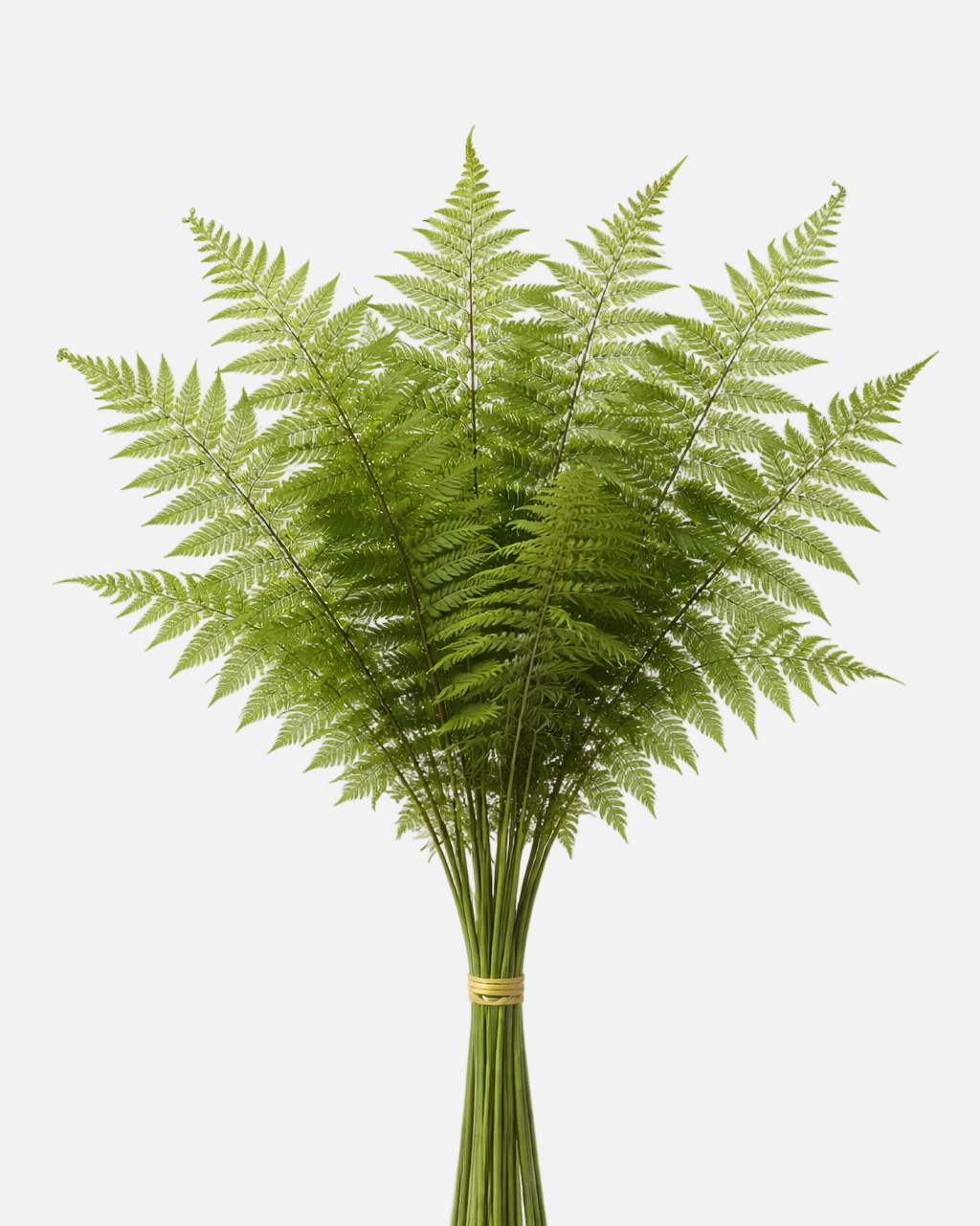 Tree Fern