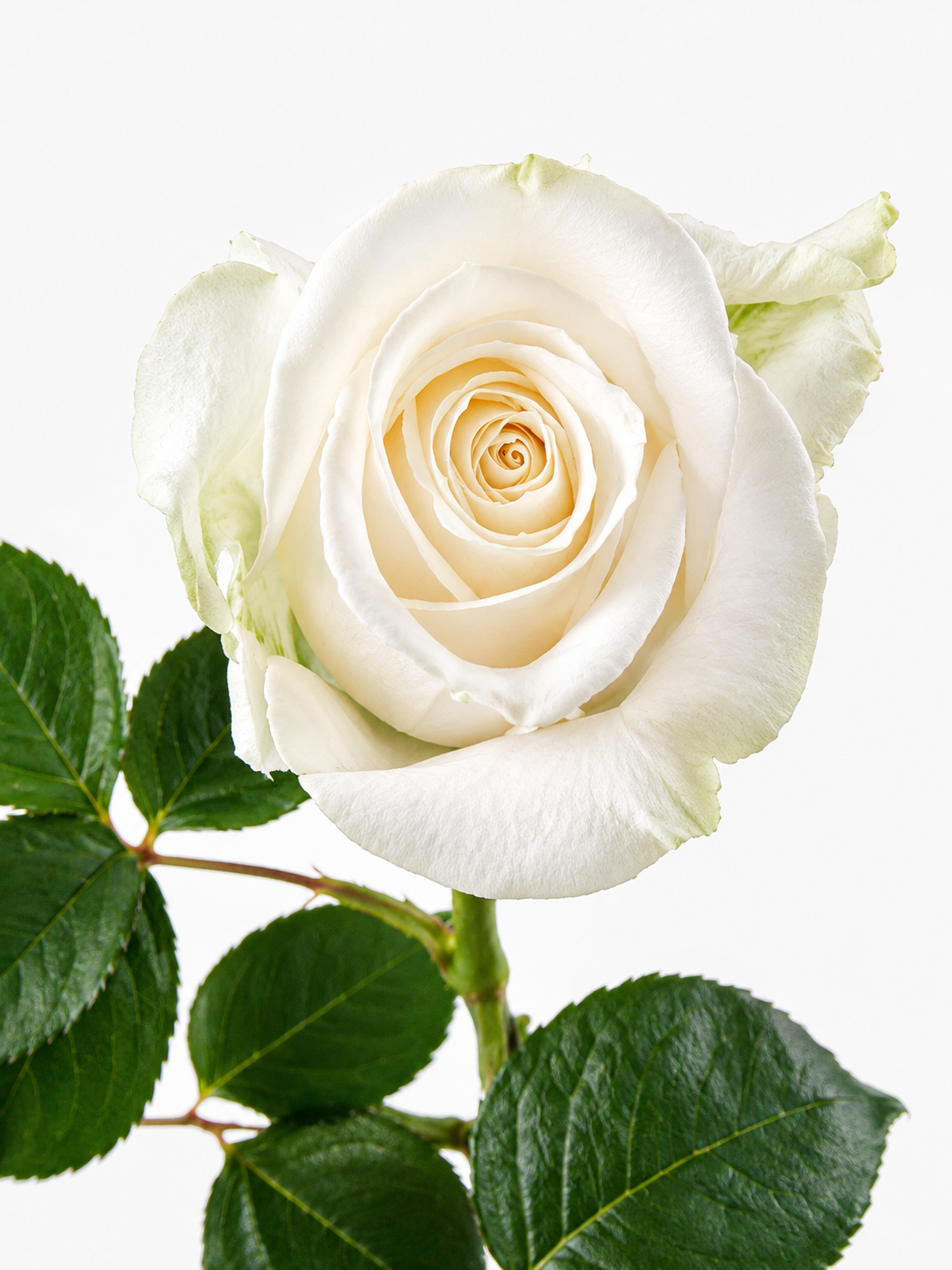 Rosas Vendela Cortas Blancas