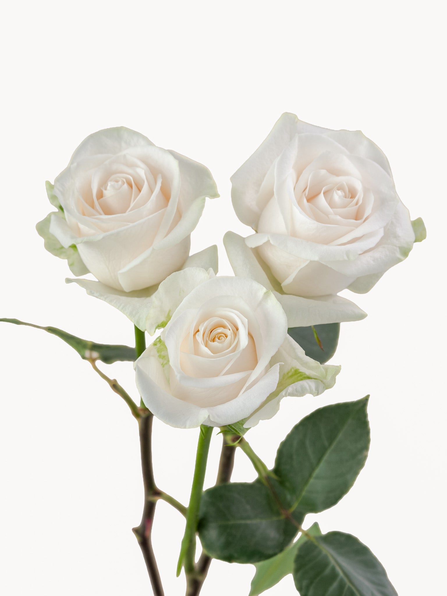 Rosas Vendela Cortas Blancas