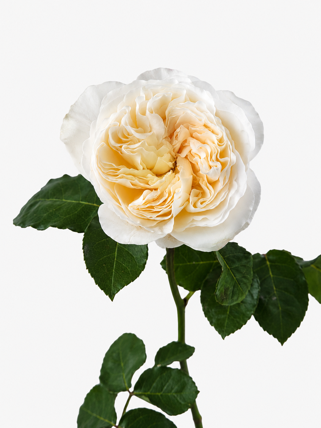 Vicky Garden Rose Long