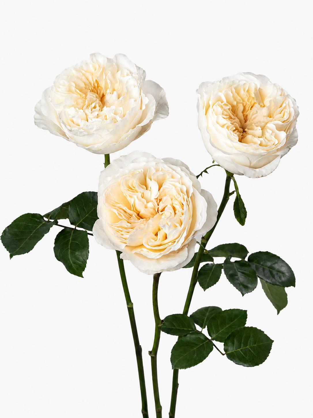 Vicky Garden Rose Long