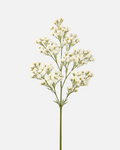 Wax White