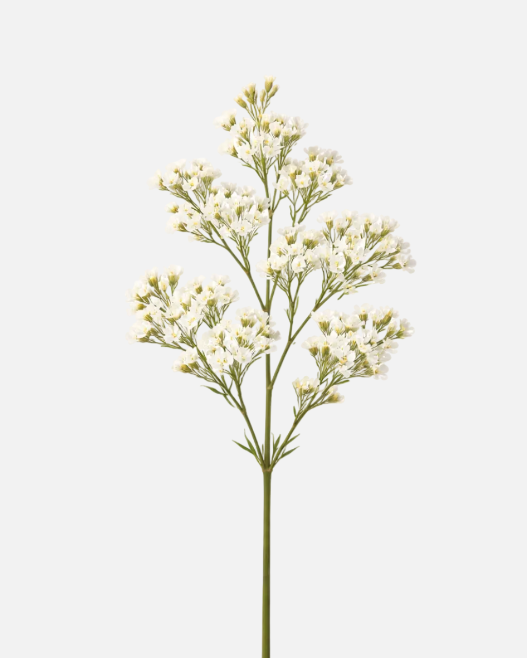 Wax White