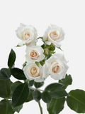 Rosas en spray White Majolika