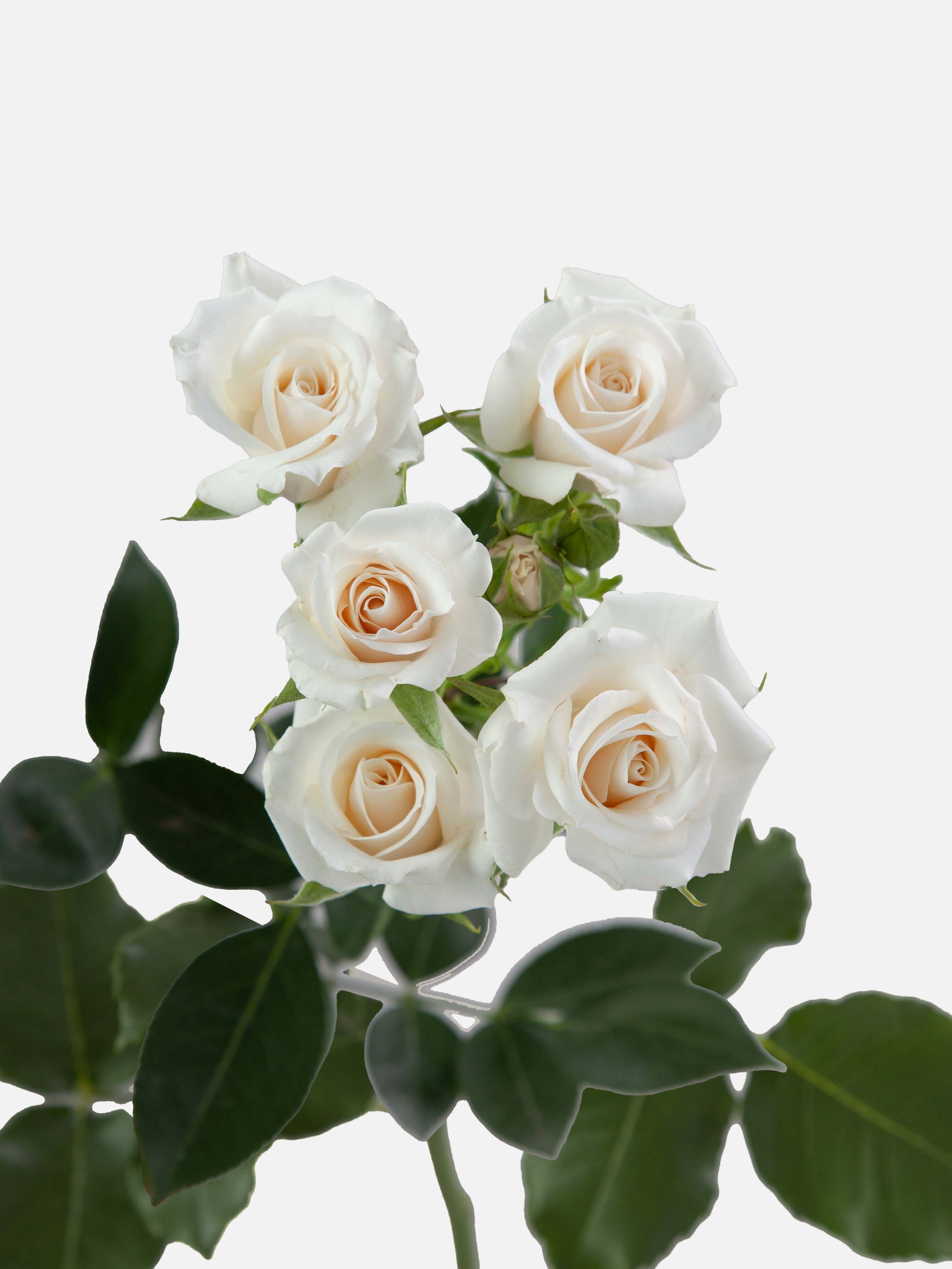 Rosas en spray White Majolika