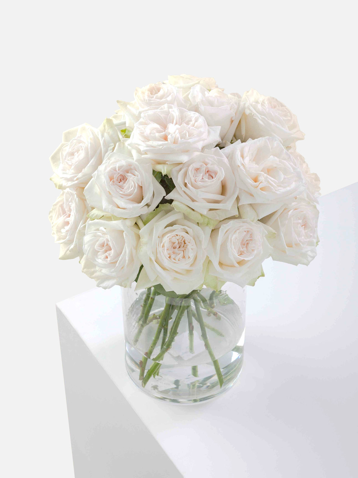 Rosas de jardín O'hara blancas cortas