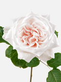 Rosas de jardín O'hara blancas cortas