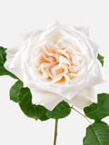 Rosas de Jardín Blancas O'Hara de tallo largo