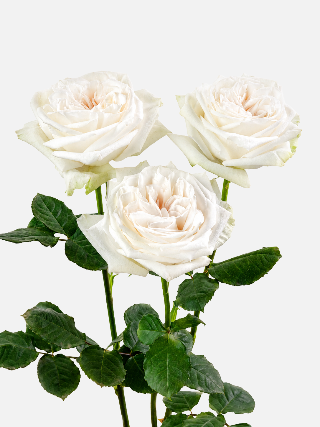 White O'hara Garden Roses Short