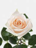 Soul Roses White Long