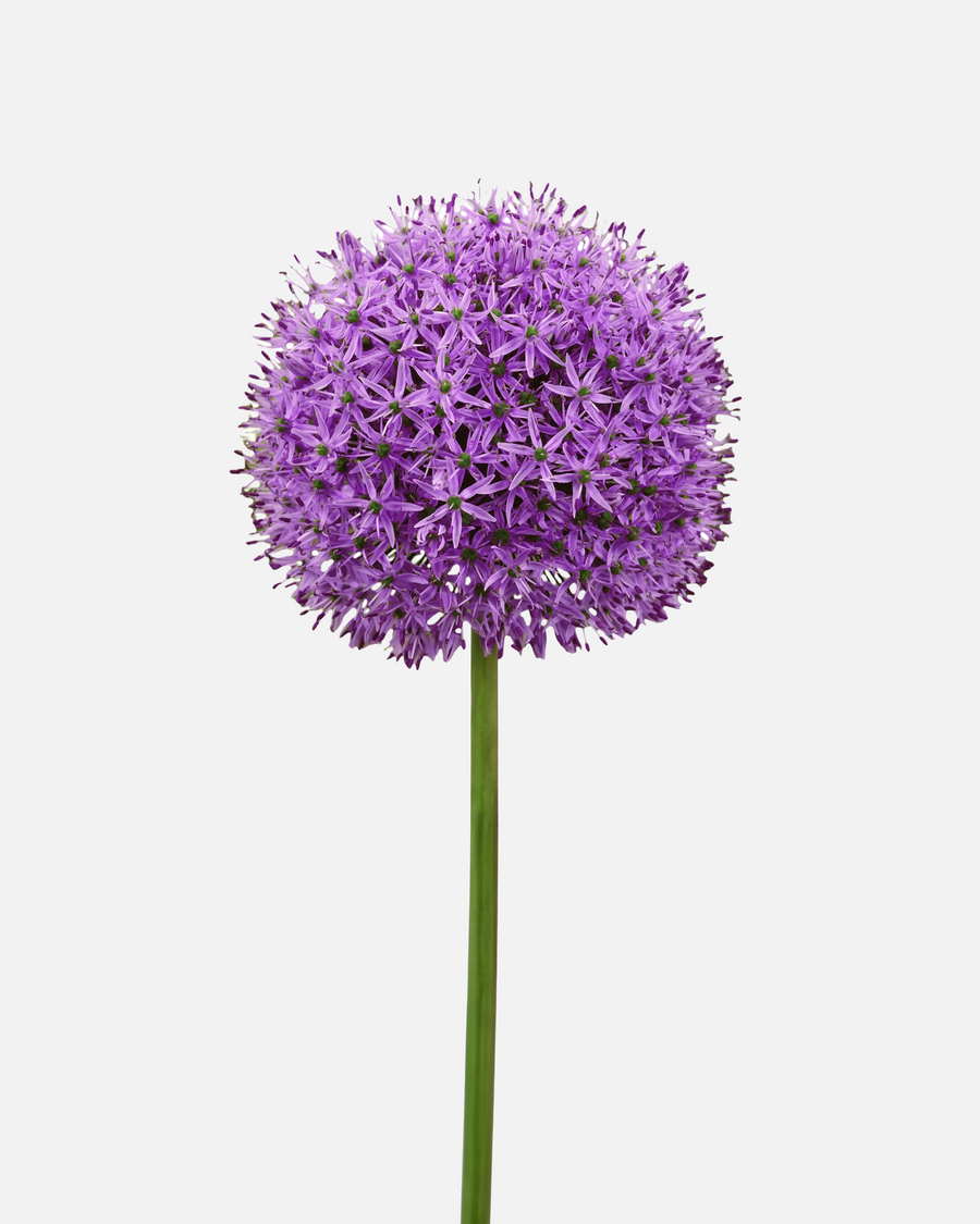 Allium Purple