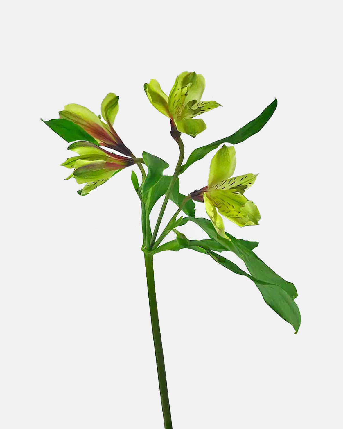 Alstroemeria Green