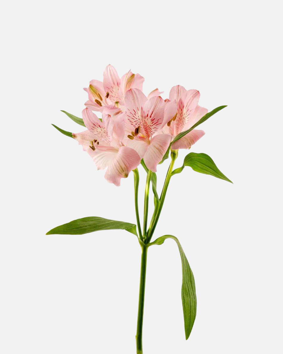 Alstroemeria rosa