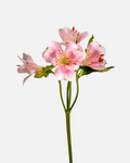 Alstroemeria rosa