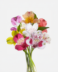 Caja Surtida de Alstroemeria