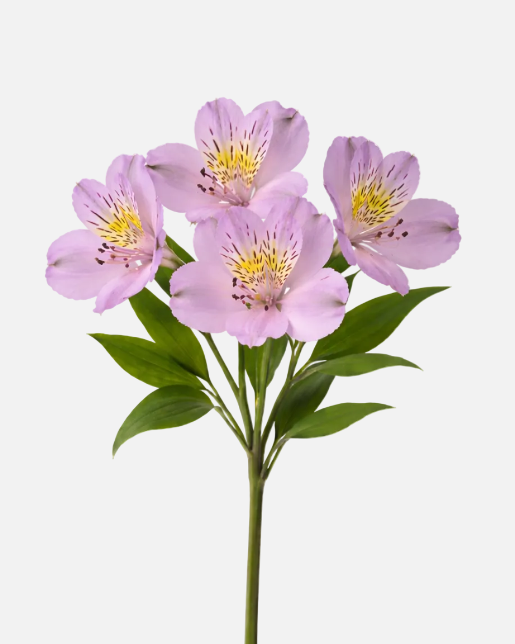 Alstroemeria Lavender