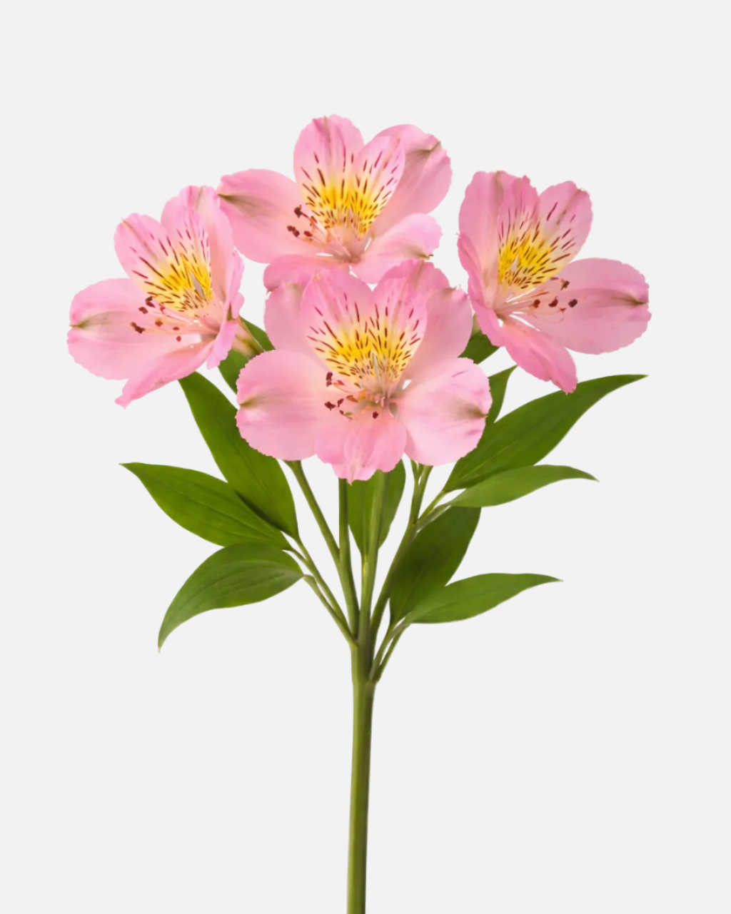 Alstroemeria Pink