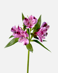 Alstroemeria morada