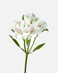Alstroemeria blanca