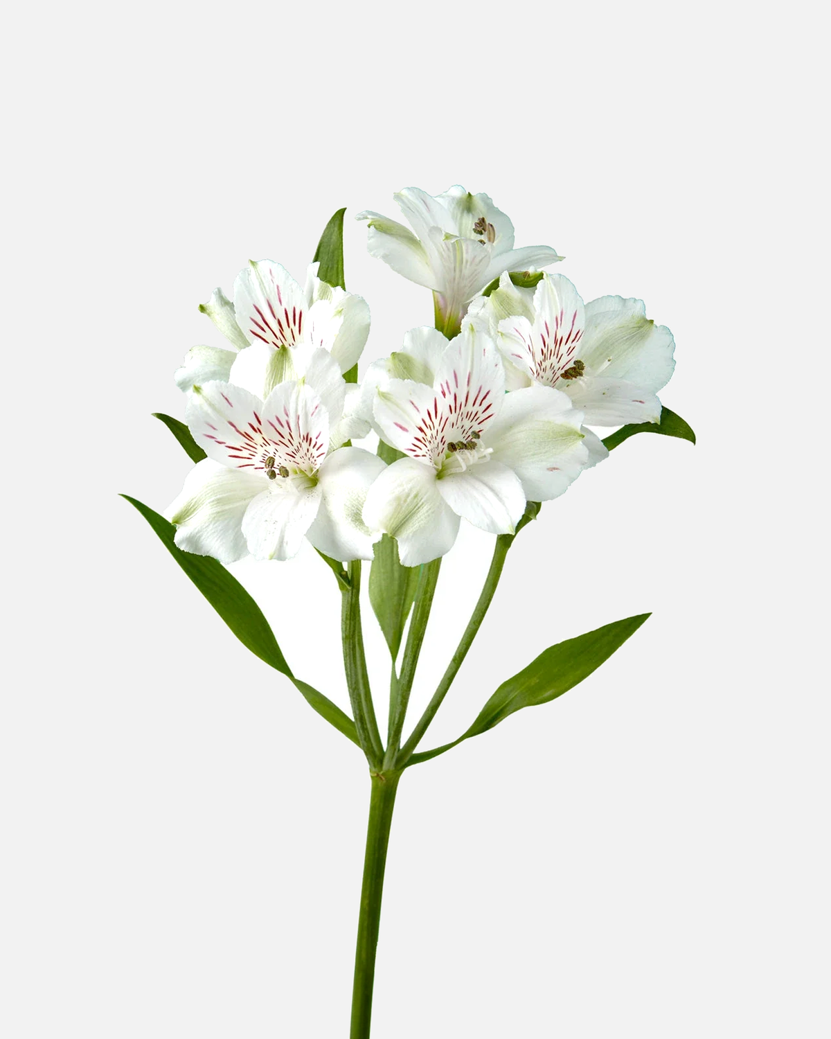 Alstroemeria blanca