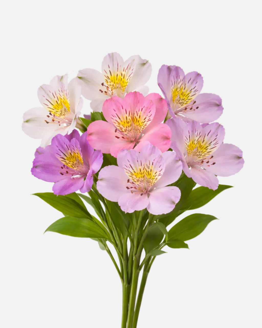 Alstroemeria Assorted Box – Flowers Express