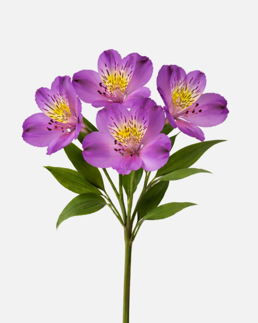 Alstroemeria morada