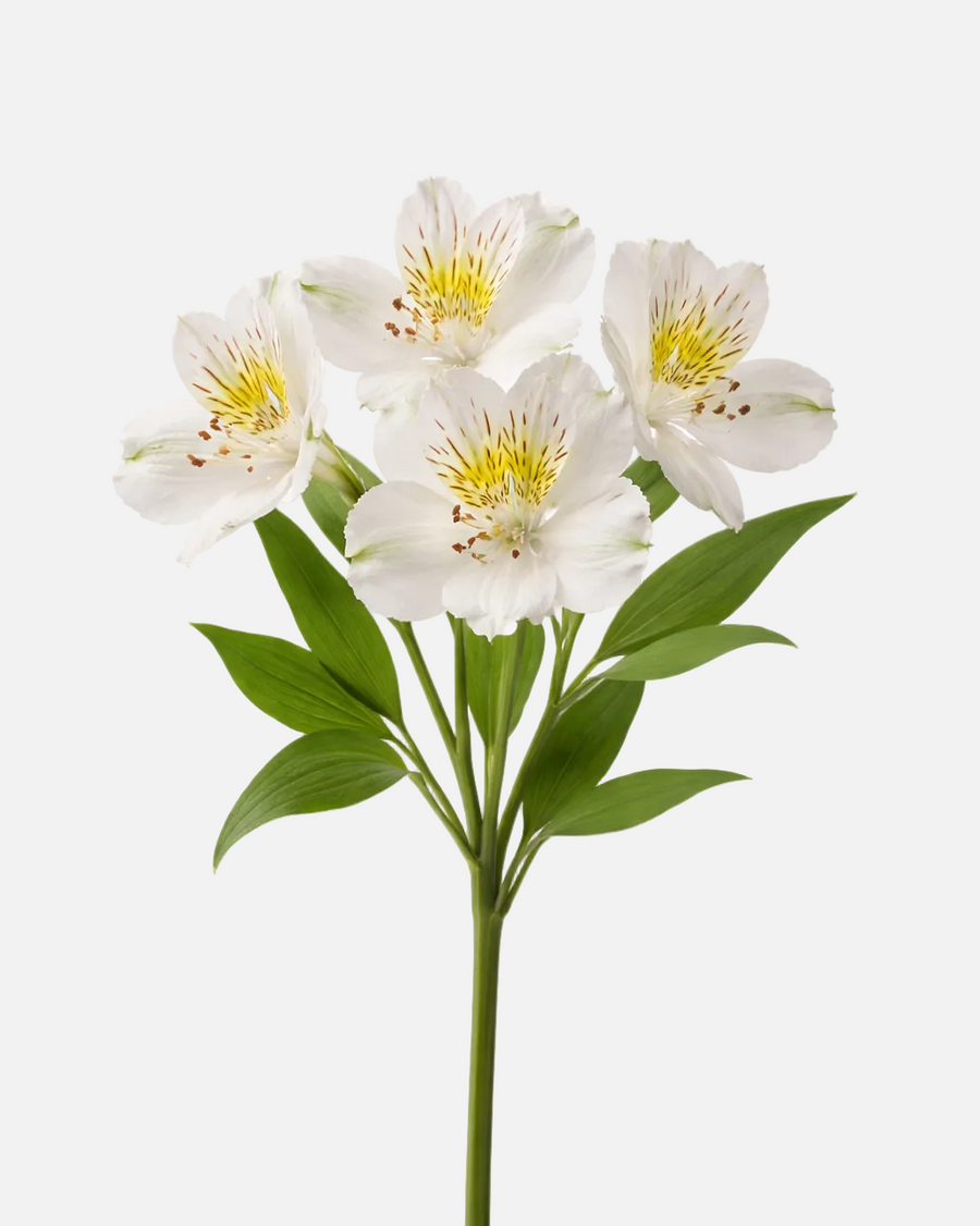 Alstroemeria blanca