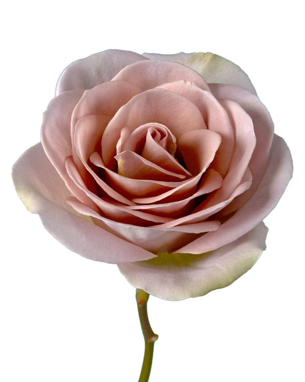 Amnesia Roses Lavender Long