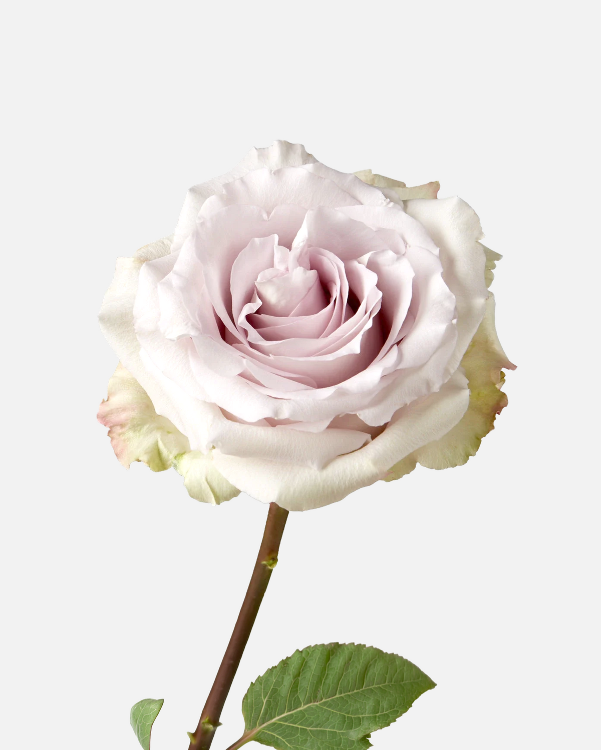 Andrea Roses Lavender Long
