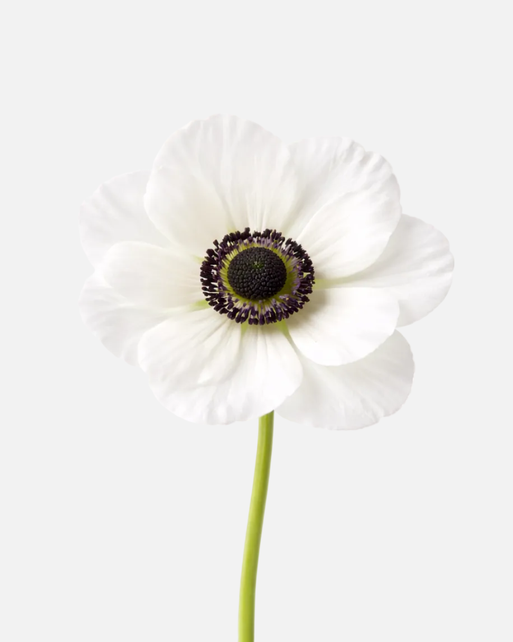 Anemone White