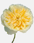 Antonia Garden Roses Short