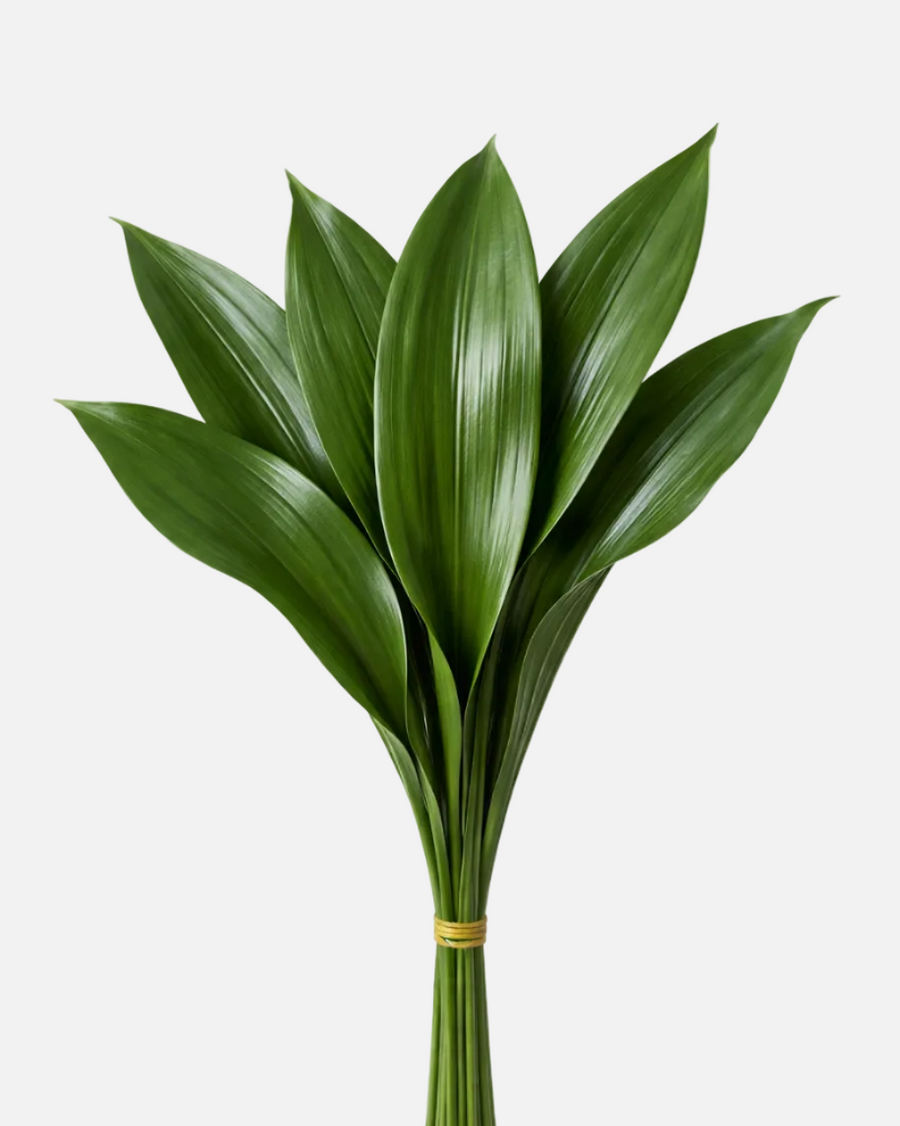Aspidistra