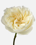 Aurora Garden Roses Short