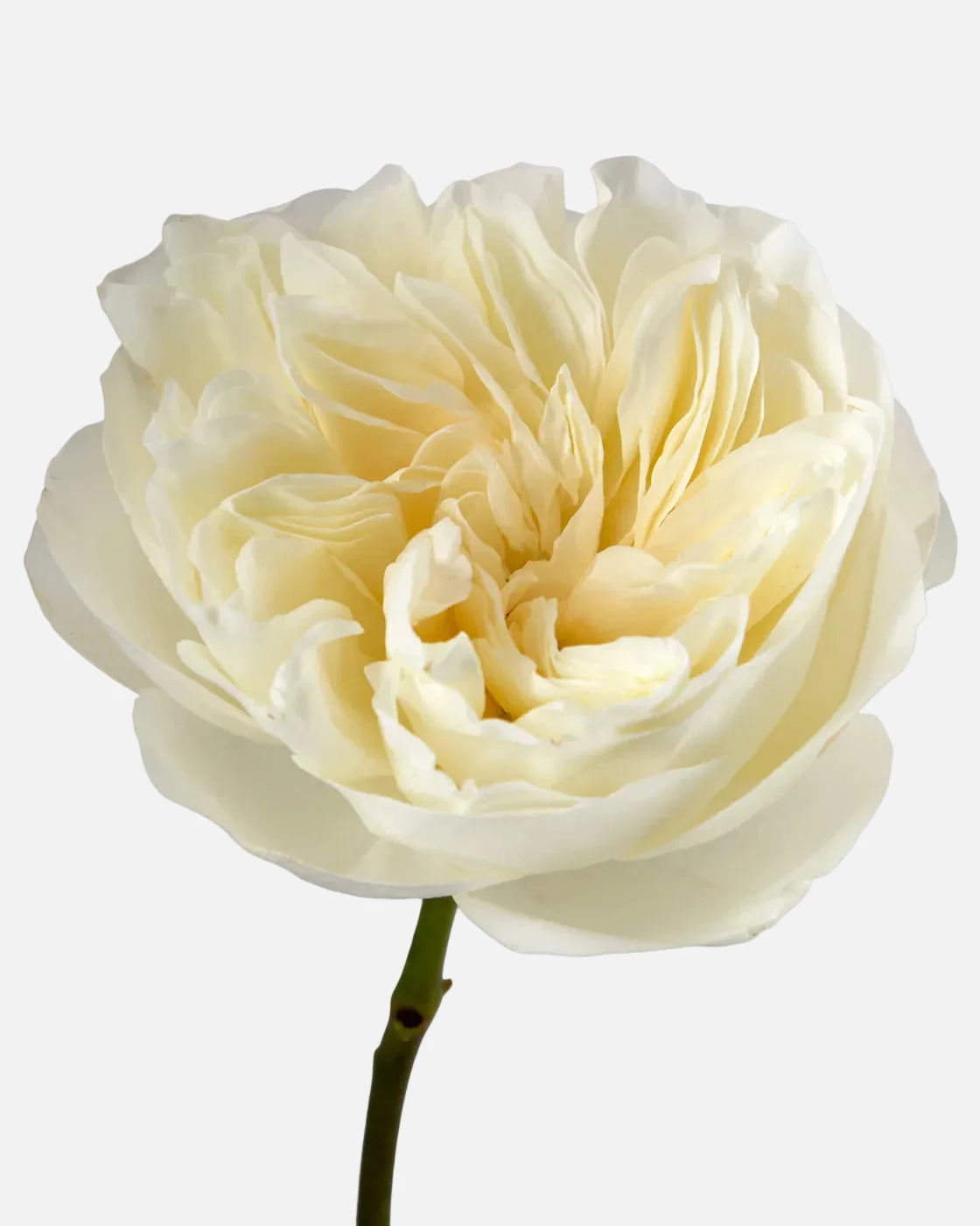 Aurora Garden Roses Short