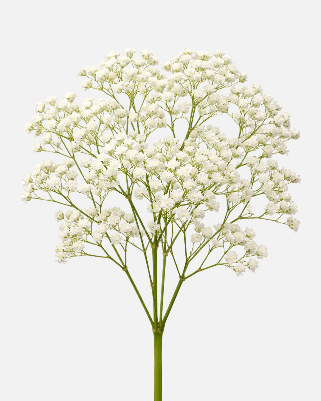 Baby's Breath