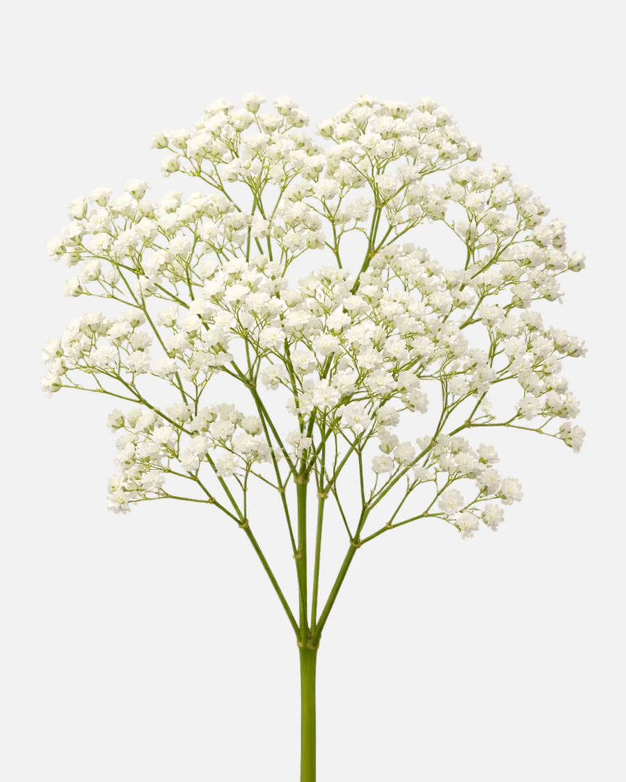 Flor de bebé