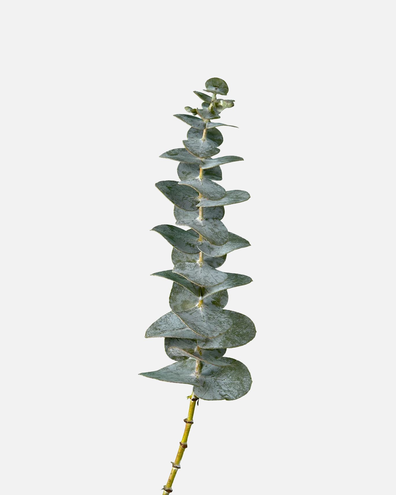 Baby Blue Eucalyptus