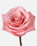 Be Sweet Roses Pink Long