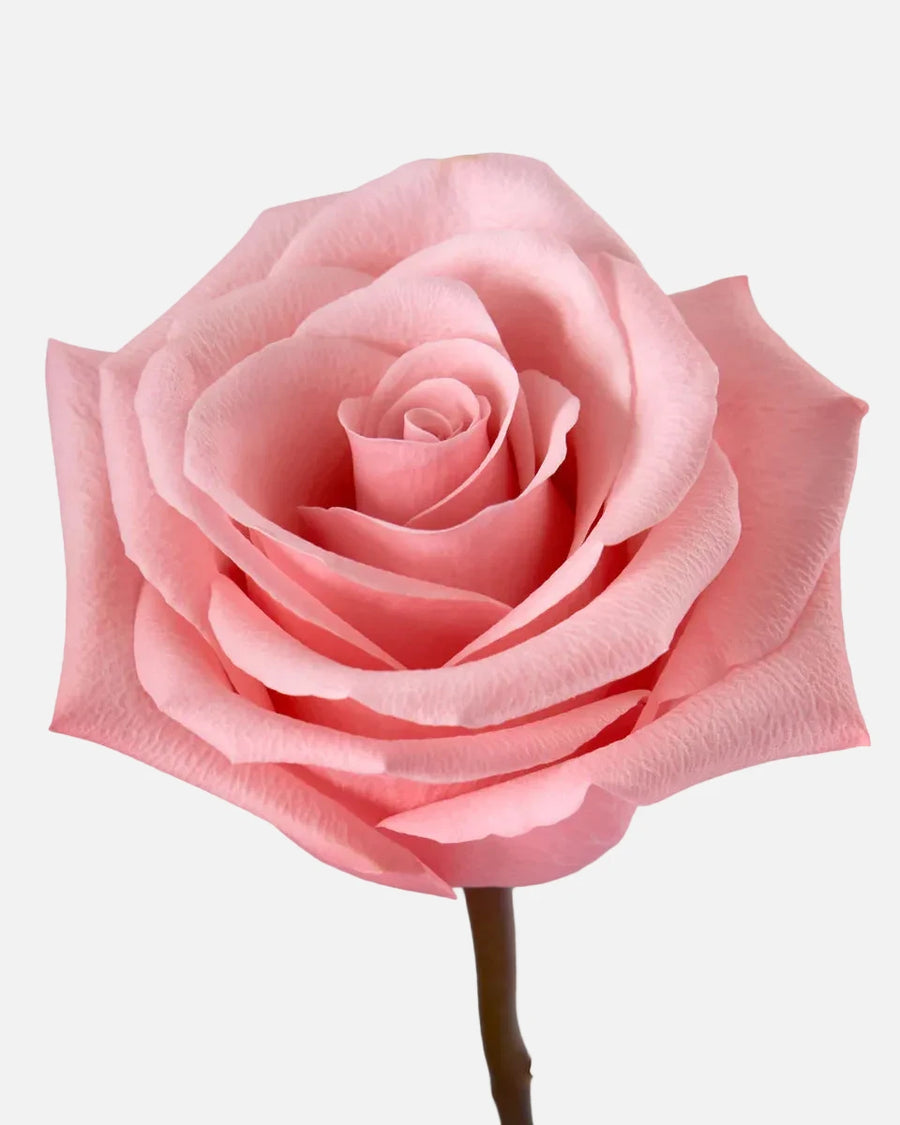Be Sweet Roses Pink Largos