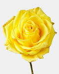 Bikini Roses Yellow Long
