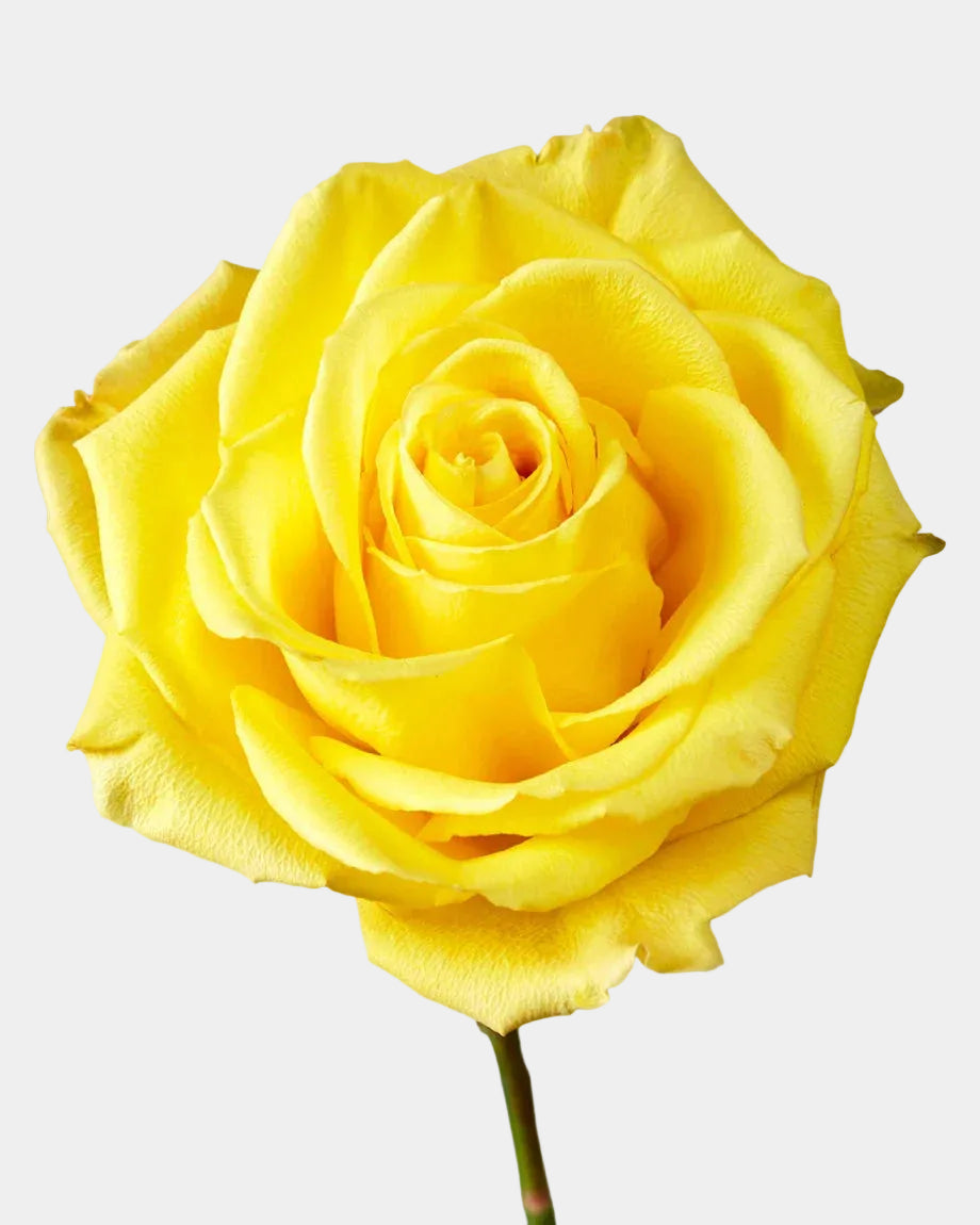 Bikini Roses Yellow Long