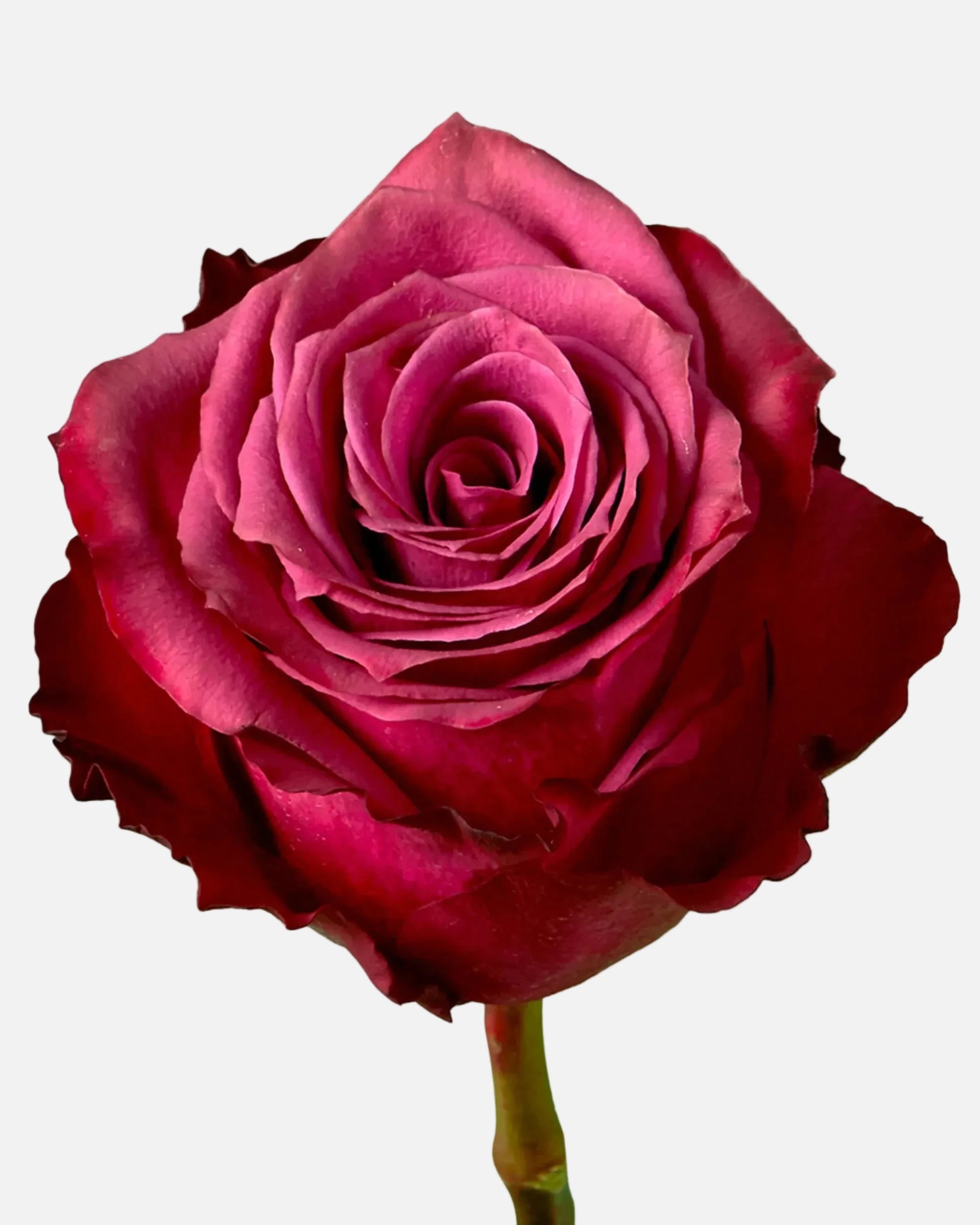 Blueberry Roses Lavender Long