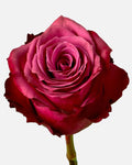 Blueberry Roses Short