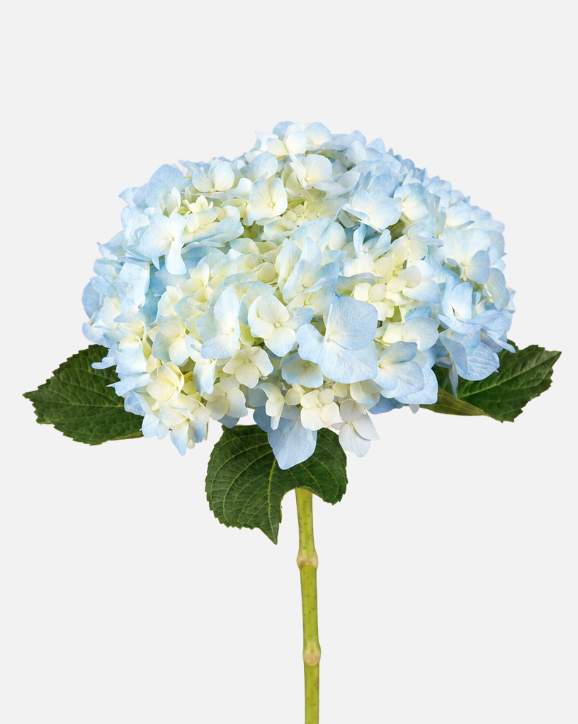 Hortensia Azul