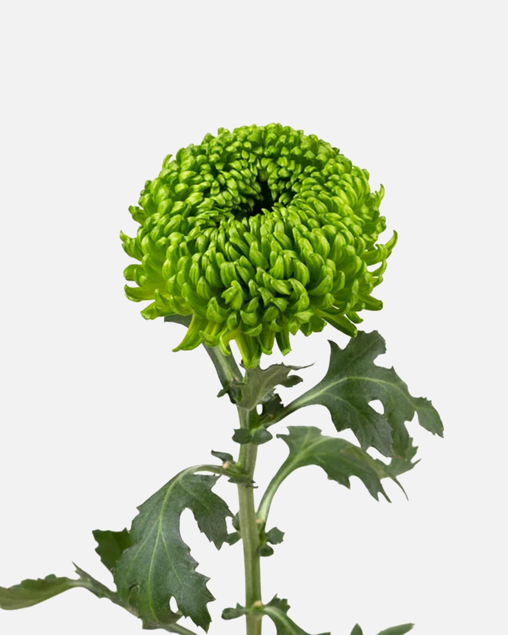 Bombellini Mum Verde
