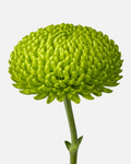 Bombellini Mums Green