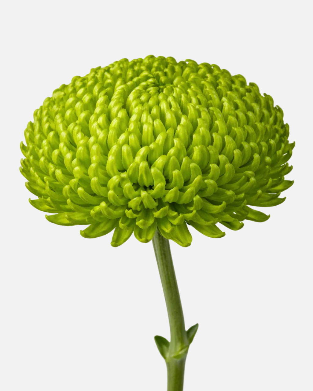 Bombellini Mums Green