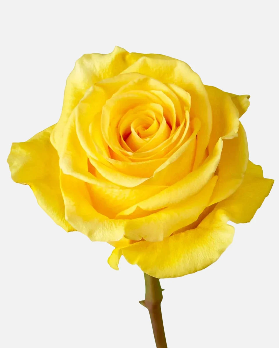 Brighton Roses Yellow Short