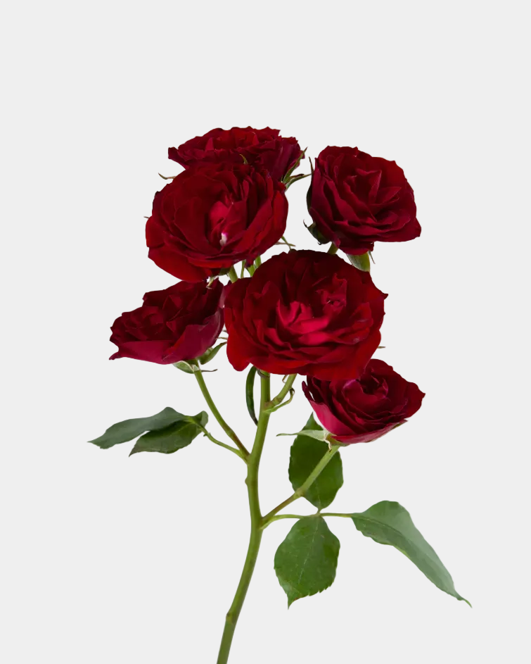Rosas en aerosol borgoña