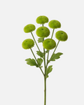Buttons Poms Green